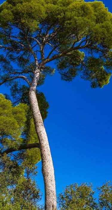 Pycnogenol French Maritime Pine Bark — powerful antioxidant in Joint Genesis