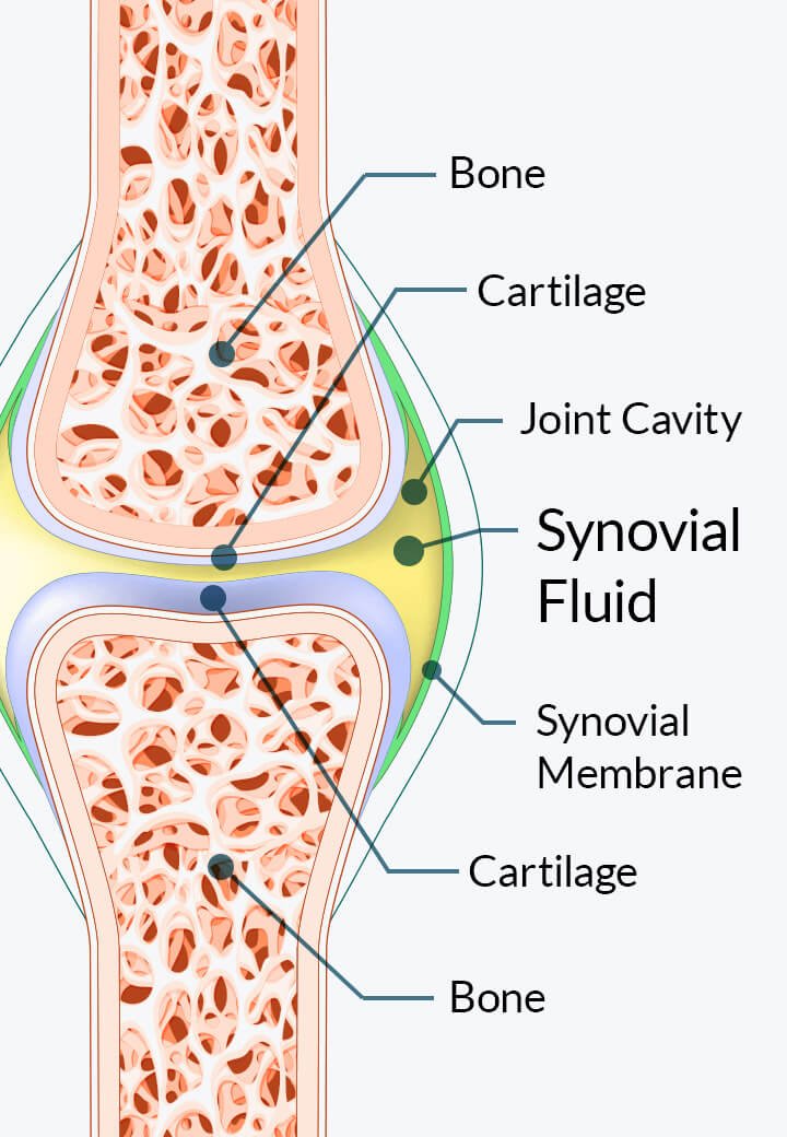 Joint lubrication diagram — how hyaluronic acid supports joint health